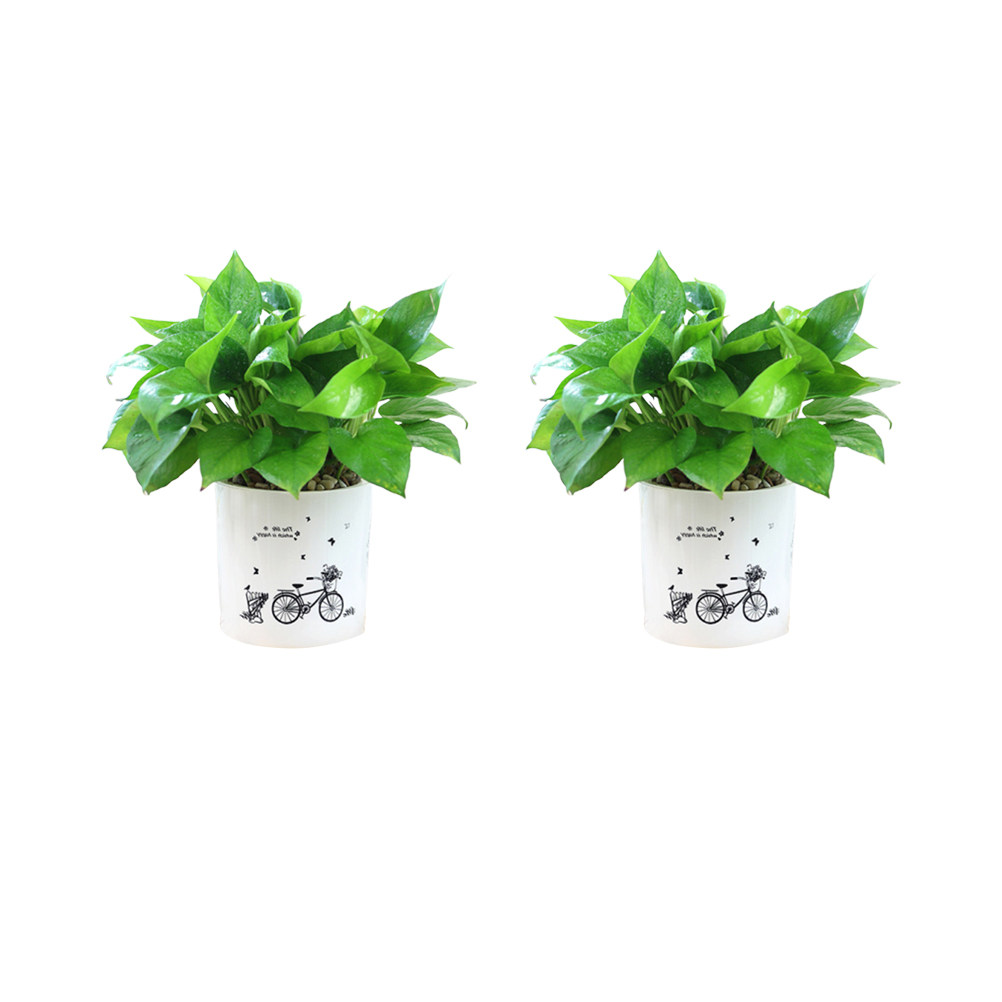 2PCS Self Watering Flowerpot D - Food Storage In Plants recensie en prijs