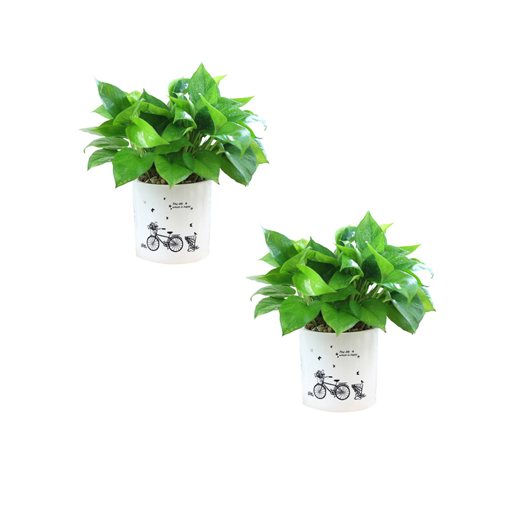 2PCS Self Watering Flowerpot D - Food Storage In Plants recensie en prijs